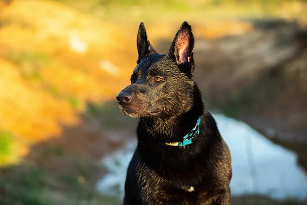 Kırsalda tasmalı siyah çoban köpeği — Stok fotoğraf