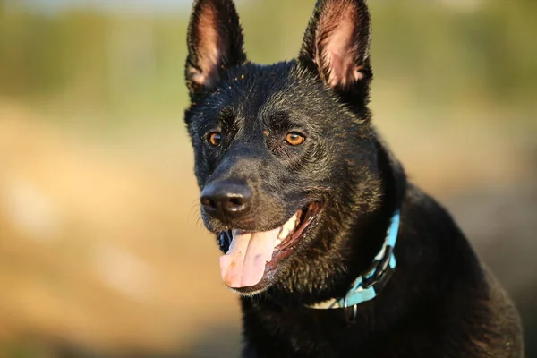 Black shepherd dog with collar at countryside