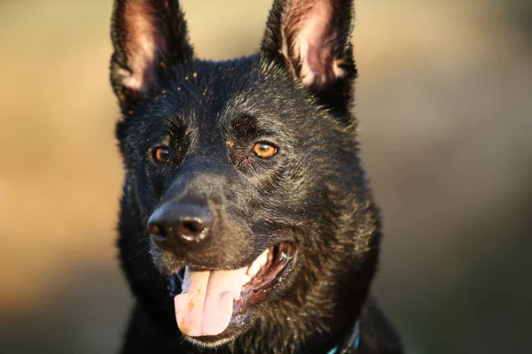 田舎に襟付きの黒い羊飼いの犬 — ストック写真