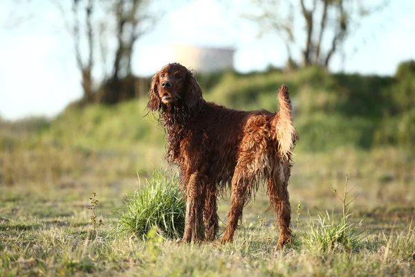 Охота на ирландскую собаку сеттера, стоящую на поле — стоковое фото