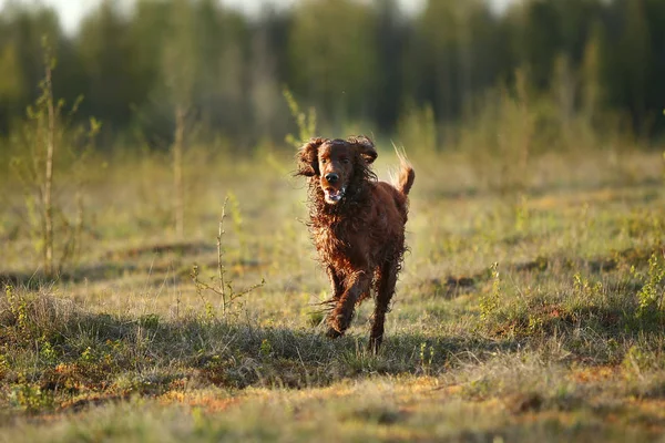 Caza perro Setter irlandés corriendo en el campo — Foto de Stock