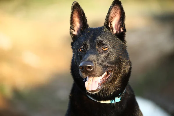 Black shepherd dog with collar at countryside