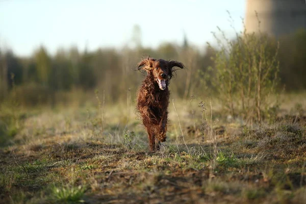 Jagen Ierse Setter hond loopt op het veld — Stockfoto