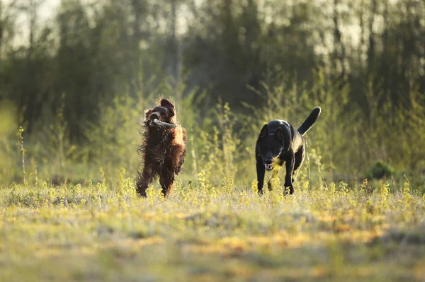 Собаки играют с деревянной палкой на лугу — стоковое фото