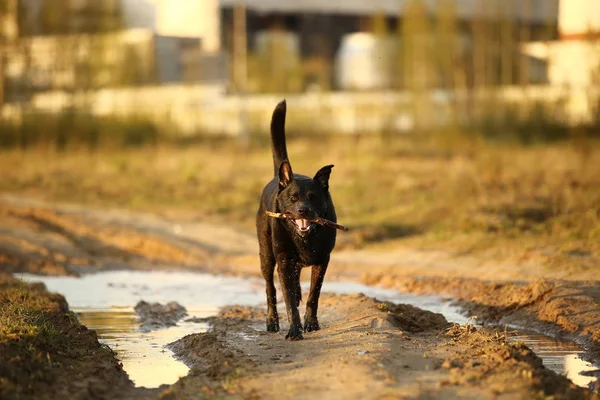 Black Dutch Shepherd dog running with stick in teeth