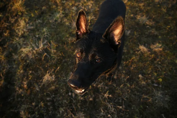 黒オランダの羊飼い犬カメラを見て — ストック写真