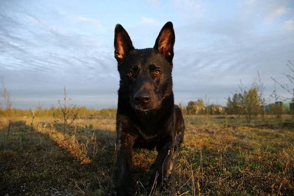 Curioso perro pastor holandés negro mirando a la cámara — Foto de Stock