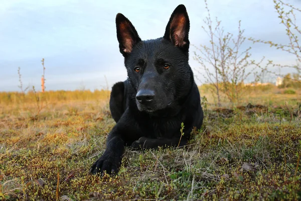 Curious black Dutch Shepherd dog looking at camera — Stock Photo, Image