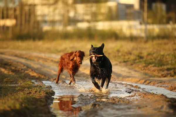 Perros jugando con palo de madera en el prado — Foto de Stock