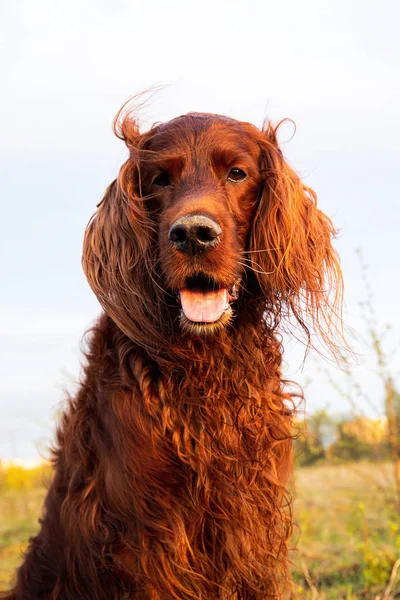 Pensive wary Irish Setter dog no prado durante o pôr do sol Pensive wary Irish Setter dog no prado durante o pôr do sol — Fotografia de Stock