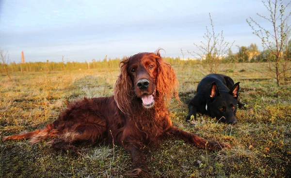 Berger fatigué et chiens Setter irlandais couchés sur l'herbe dans la prairie pendant la promenade — Photo