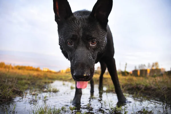 Wary Shepherd dog drinking water from puddle in meadow during walk