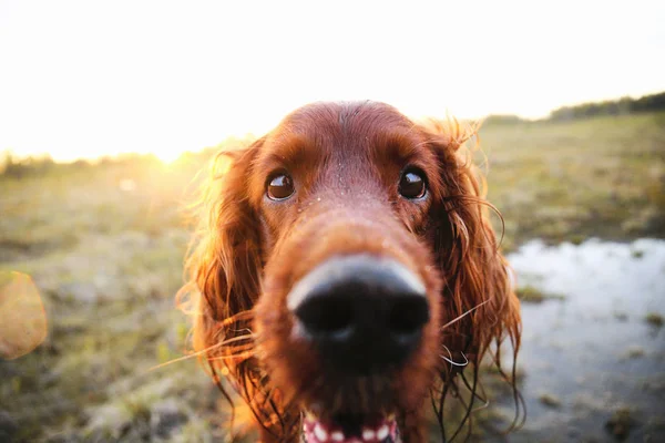 Pensive wary Irish Setter dog in meadow during sunset — Stock Photo, Image