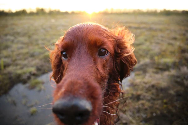 Pensive voorzichtige Ierse Setter hond in weide tijdens zonsondergang — Stockfoto