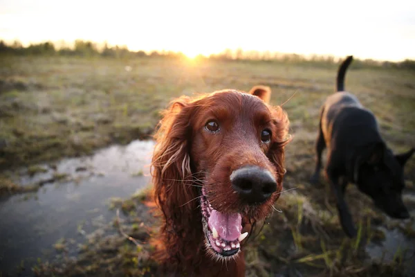 Pensivo cão Setter irlandês cauteloso no prado durante o pôr do sol — Fotografia de Stock