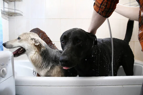Proprietário lavar três cães grandes cão na banheira — Fotografia de Stock