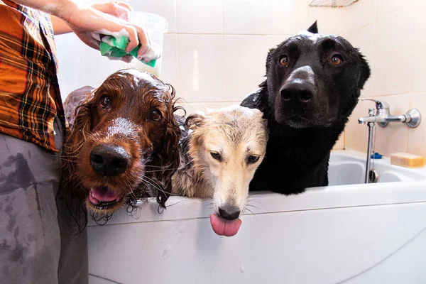 Owner washing three big dogs dog in bathtub