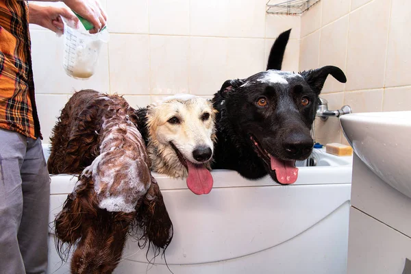 Owner washing three big dogs dog in bathtub