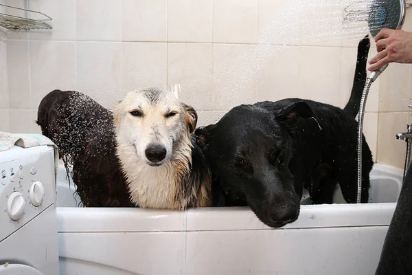 Proprietário lavar três cães grandes cão na banheira — Fotografia de Stock