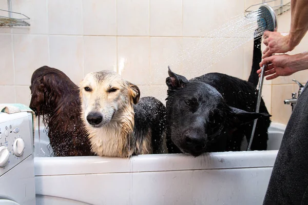 Proprietário lavar três cães grandes cão na banheira — Fotografia de Stock