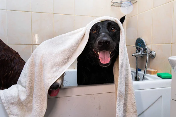 Calm dogs after washing in bathtub at home