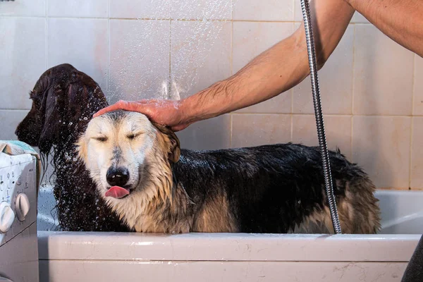 Власник миття вівчарки у ванній — стокове фото