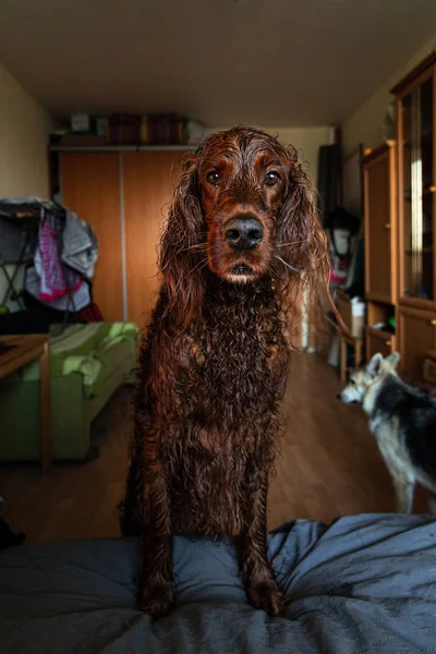 Nasser irischer Setzhund auf Couch im Wohnzimmer — Stockfoto