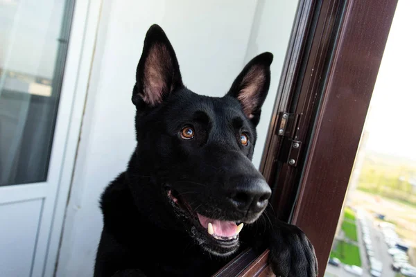 Pensive czarny pies pasterski na balkonie w ciągu dnia — Zdjęcie stockowe