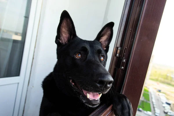 Chien de berger noir pensif sur le balcon en journée — Photo