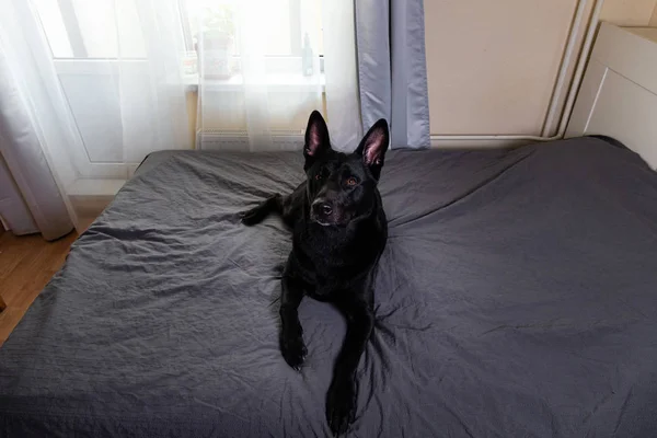 Cão preto tranquilo deitado na cama em casa — Fotografia de Stock