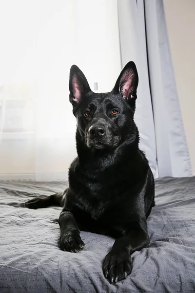 安らかな黒い犬が家のベッドに横たわっている — ストック写真