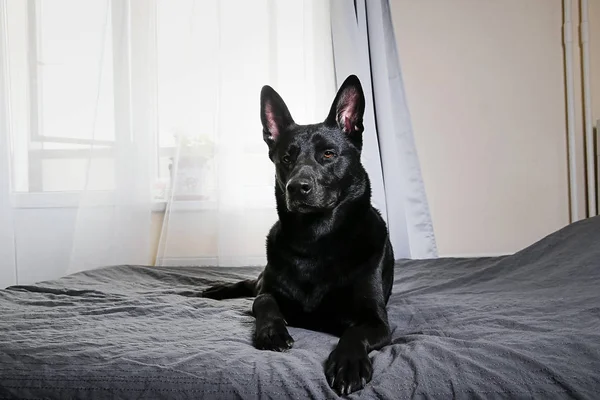 Cão preto tranquilo deitado na cama em casa — Fotografia de Stock
