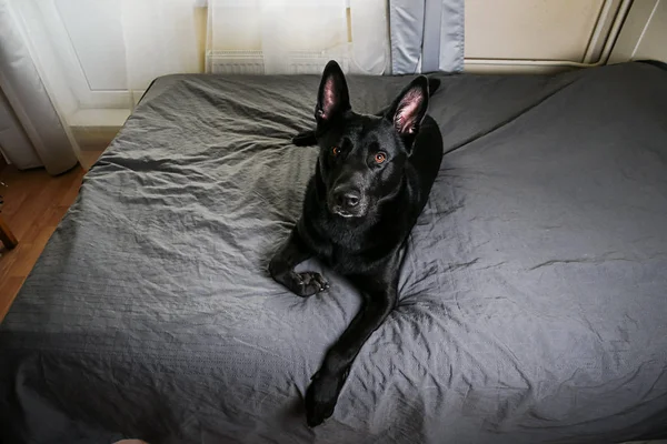 安らかな黒い犬が家のベッドに横たわっている — ストック写真