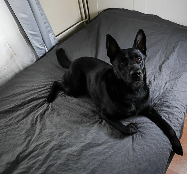 Мирная чёрная собака лежит дома на кровати — стоковое фото