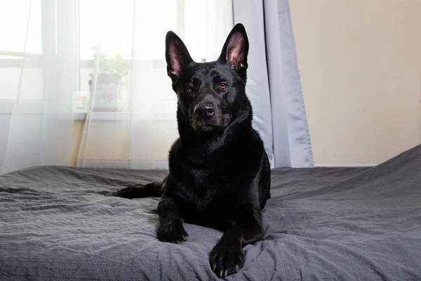 Békés fekete kutya fekszik az ágyon otthon — Stock Fotó