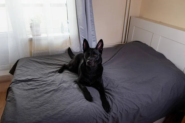 Мирная чёрная собака лежит дома на кровати — стоковое фото