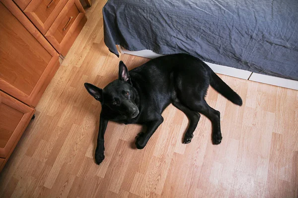 Stor svart hund liggande på golvet i sovrummet — Stockfoto