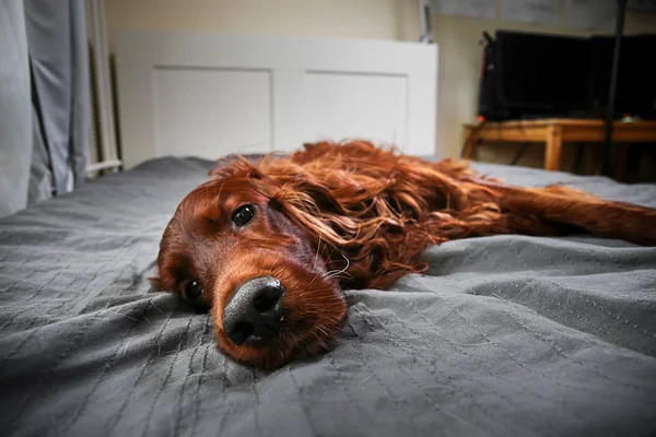 Nyugodt göndör fajtiszta kutya feküdt az ágyon otthon — Stock Fotó