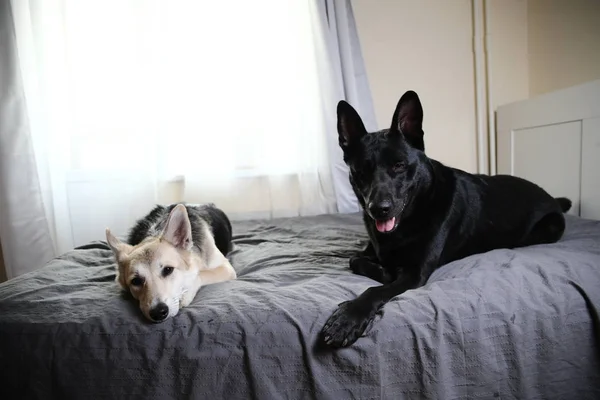 Cães curios relaxando na cama em casa — Fotografia de Stock