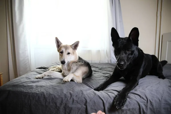 Curios dogs relaxing on bed at home