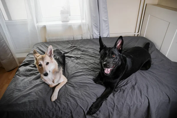 Curios dogs relaxing on bed at home