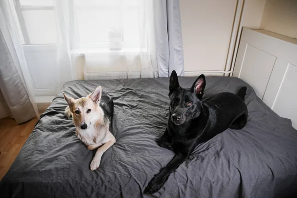Curios kutyák pihennek az ágyon otthon — Stock Fotó