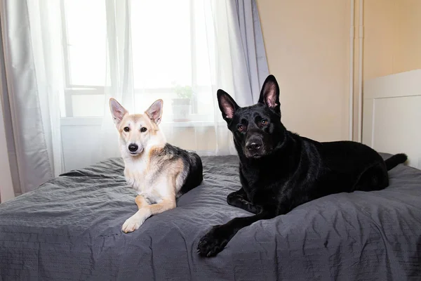 Curios dogs relaxing on bed at home