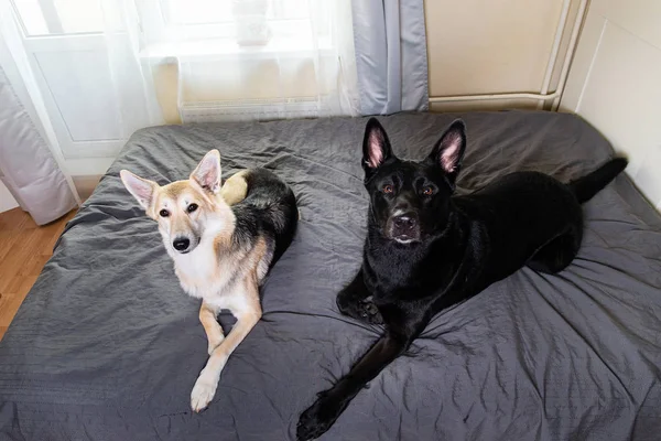 Cães curios relaxando na cama em casa — Fotografia de Stock