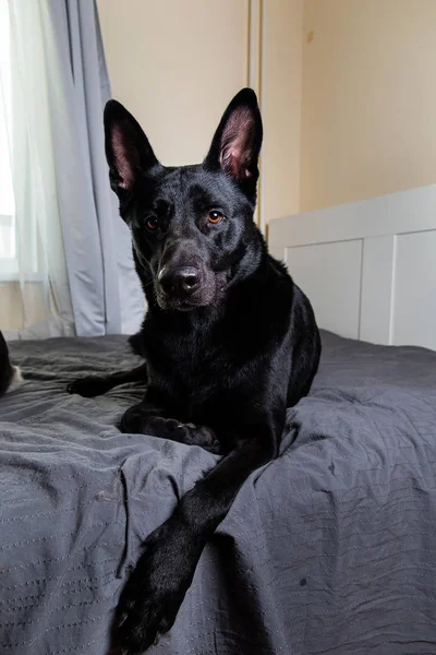 Cão preto tranquilo deitado na cama em casa — Fotografia de Stock