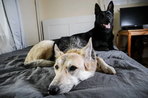 Curios dogs relaxing on bed at home