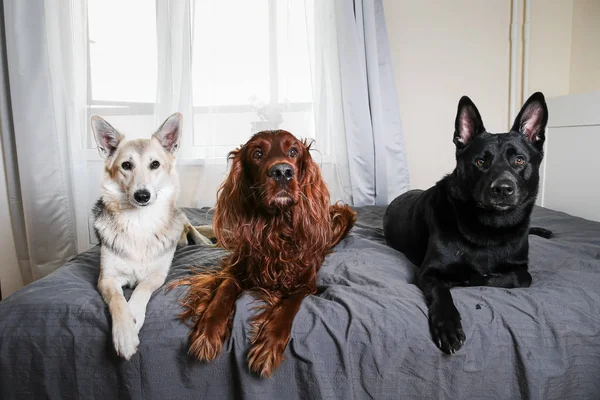 Cães calmos guardando cama de mestre em casa — Fotografia de Stock