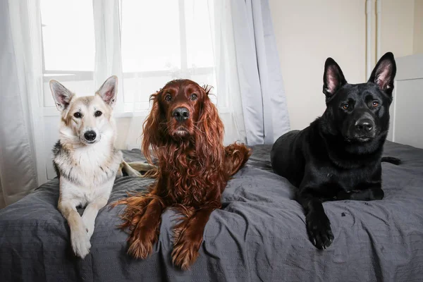 自宅でマスターのベッドを守る穏やかな犬 — ストック写真