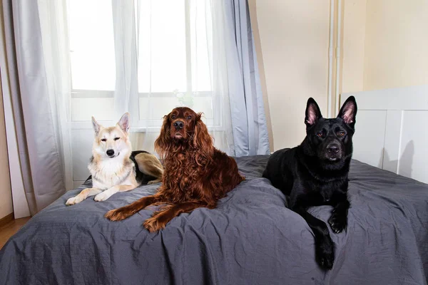 自宅でマスターのベッドを守る穏やかな犬 — ストック写真