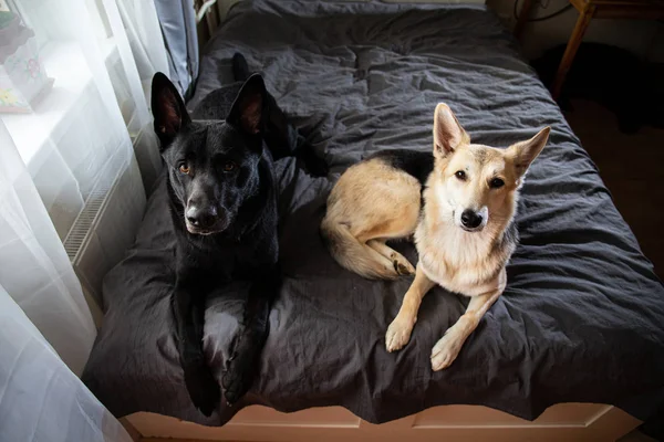 Curios dogs relaxing on bed at home